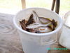whipasnapa_2009_031.jpg