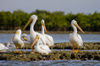 white-pelicans.jpg