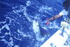 whitemarlin.jpg