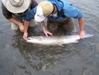 480-361-skeena-river-summer-run-steelhead.JPG