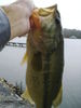 Big_Largemouth_003.JPG