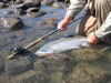 Chad_fly_fishing_800_x600.JPG