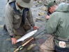 Spey-fly-fishing-Skeena-River_800_x_601.JPG