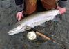 chad-black-winter-steelhead800x566.JPG