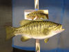 smallmouth-bass_mount.jpg