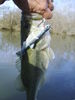 swimbait_bass_003.JPG