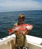 459BIG_SNAPPER.JPG