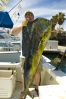 Bob_Dicheck_62lbs_dorado.jpg