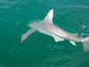 ClintConneally-7-5ft-sandbar-shark.jpg