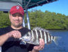 JohnNimmer-15in-bay-sheep.JPG