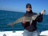 PatrickTroutmann-30in-cobia-rel.JPG