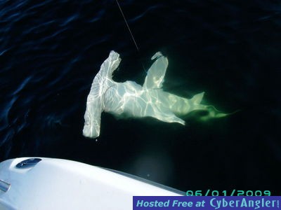 hammerhead shark