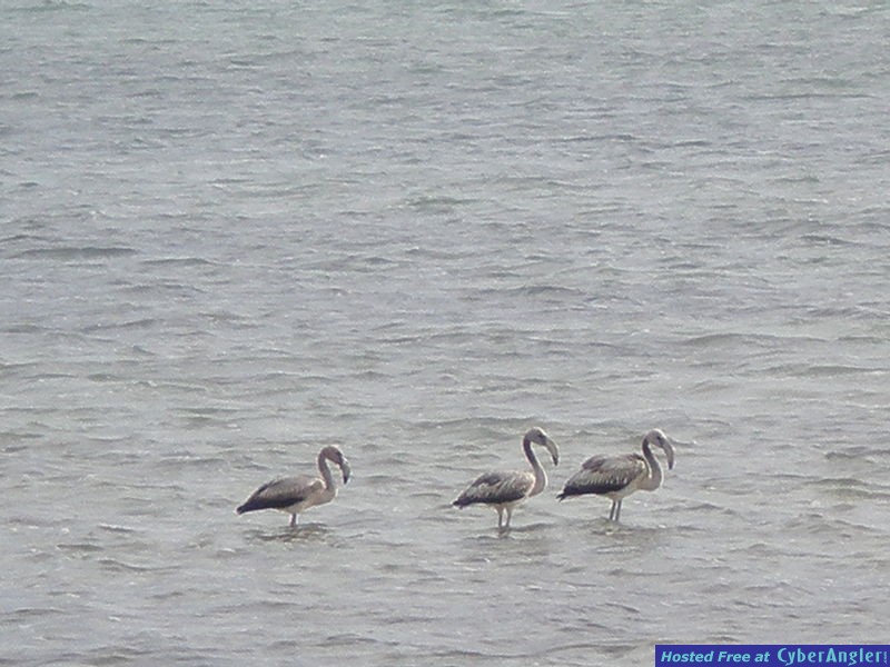 The Bounties of Bonaire