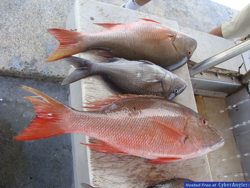mutton5