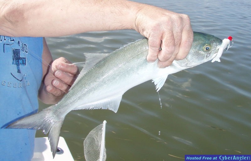 Bluefish_n_quarter_ounce_XL_Hook_Up_lure
