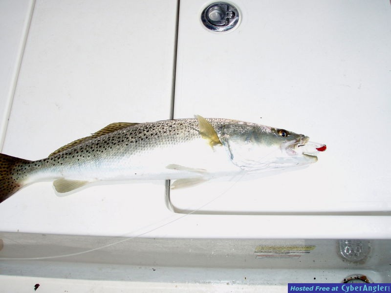 Trout_caught_on_a_Hook_Up_lure_n_Gulp_ashrimp