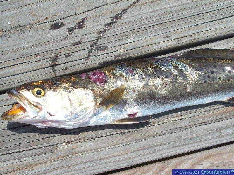 Fishing_003