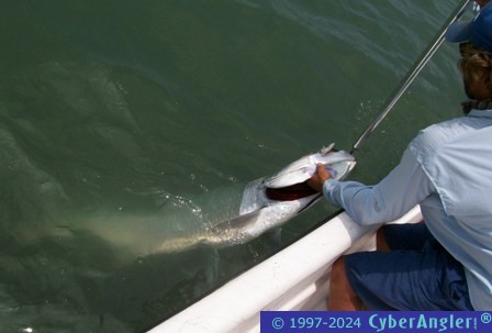 TARPON!!!!!!!!!