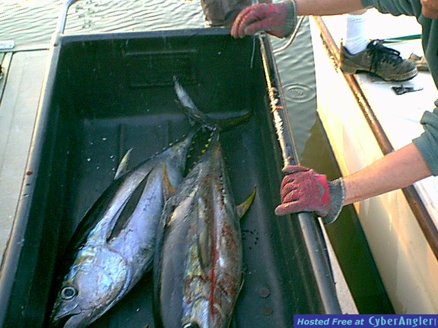 2 nice yellowfin tuna