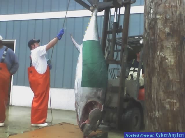 400  pound blue fin