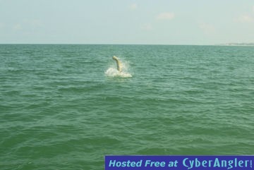 Hal Lutz fly tarpon jump