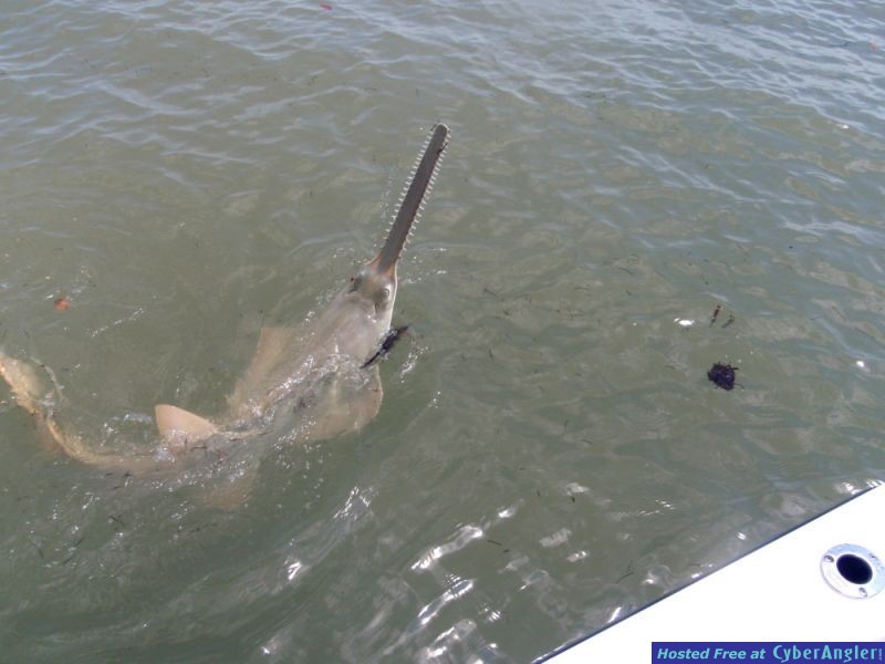 Sawfish in Flamingo