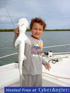 bonnethead shark