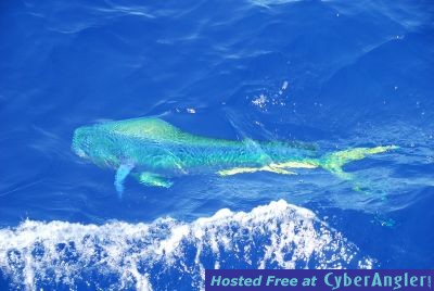 Chub Cay - May 2009