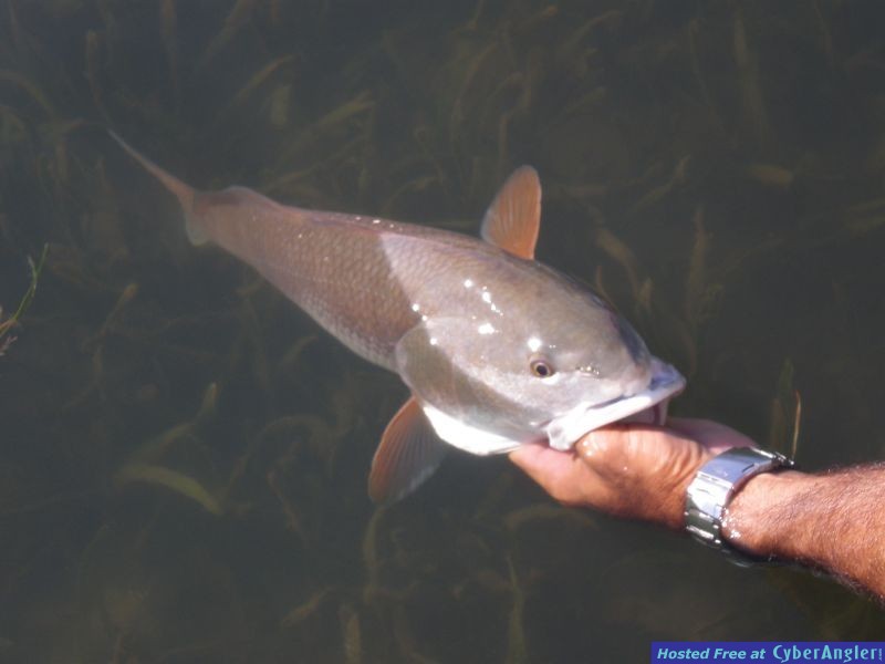 Sarasota Spottail Splendor - Redfishing on Florida's West Coast