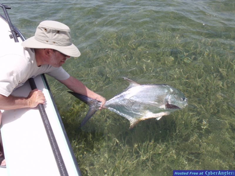 tarpon