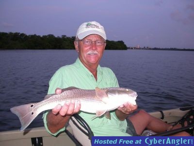 Sarasota Bay redfish