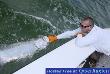 Capt. Andy Cotton fly tarpon