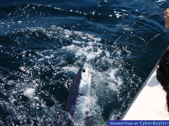 SHARK FISHING OFF LONG ISLAND,NY