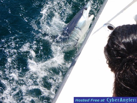 SHARK FISHING OFF LONG ISLAND,NY