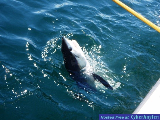 SHARK FISHING OFF LONG ISLAND,NY
