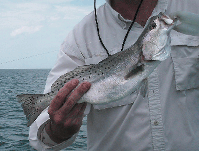 www.captdaves.com