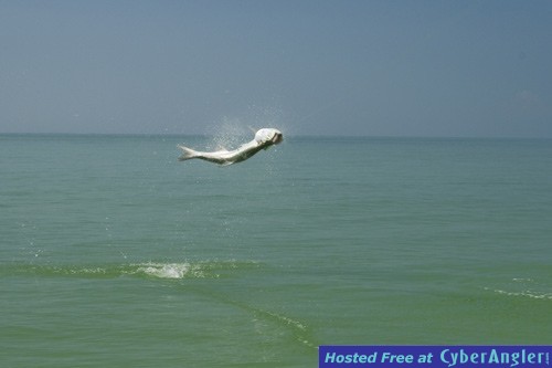fly-fishing-tarpon-tampa
