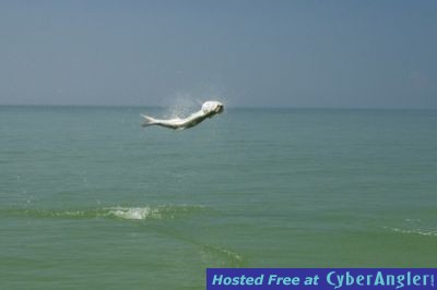 fly-fishing-tarpon-tampa