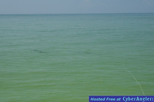 tarpon-fly-fishing-tampa-ba
