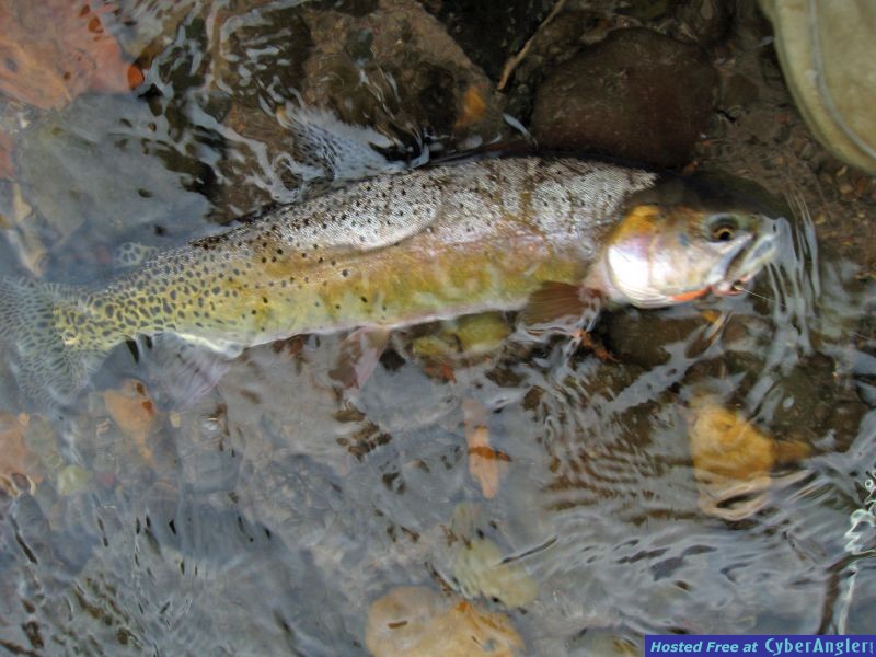 A South Platte Brown