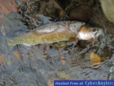 A South Platte Brown