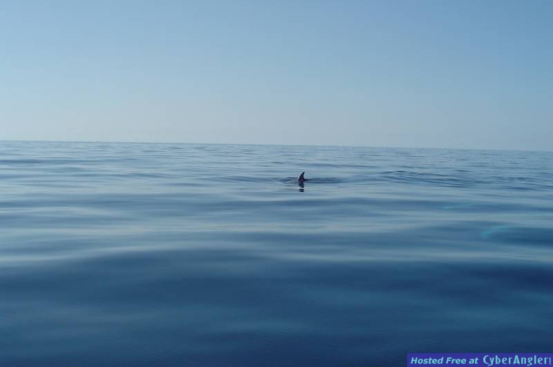 A REAL DOLPHIN