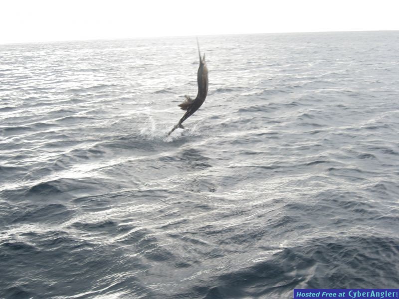 Sailfish_1