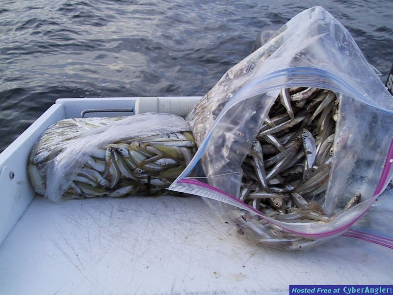 Glass minnow and silver sides