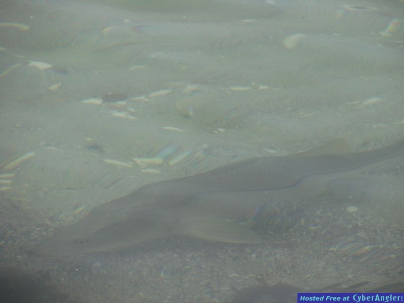 Beach snook