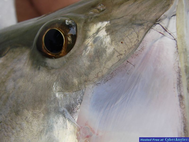 Beach snook