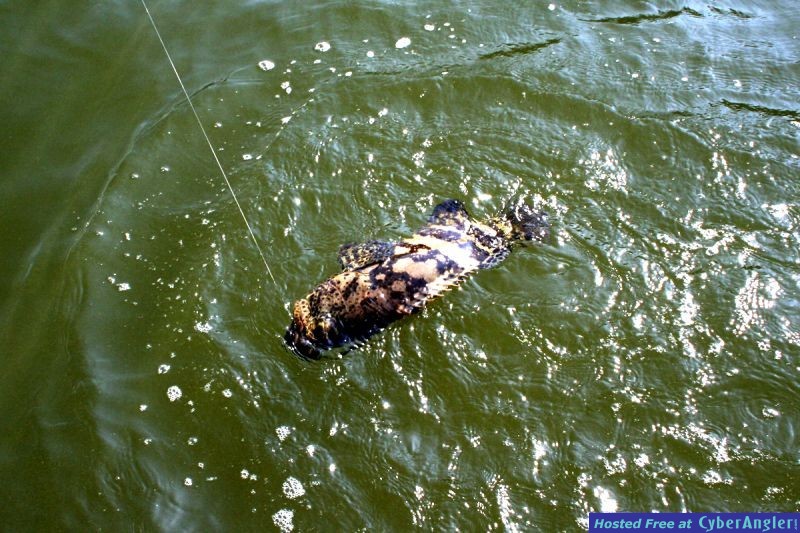Tampa Bay Fishing Charters - Capt. Woody Gore