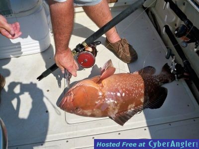 Red Grouper