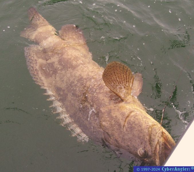 Goliath Grouper