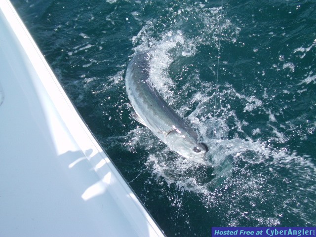 baracuda